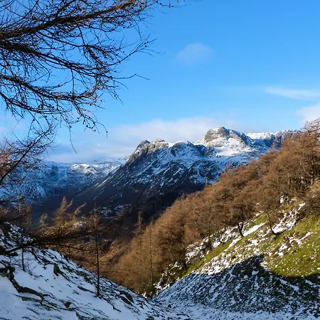 Elm - Woodland Bowness-on-Windermere